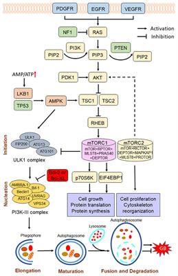 Therapeutic Potential of Autophagy in Glioblastoma Treatment With Phosphoinositide 3-Kinase/Protein Kinase B/Mammalian Target of Rapamycin Signaling Pathway Inhibitors